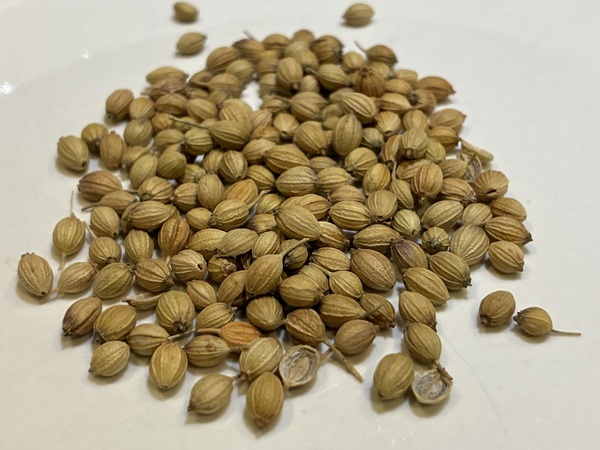 Coriander