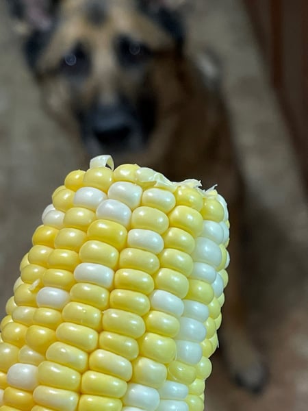 corn 4