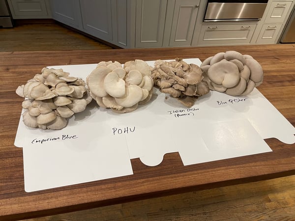 cultivated varieties of oyster mushrooms
