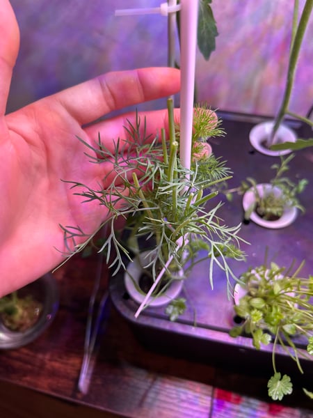 Dill