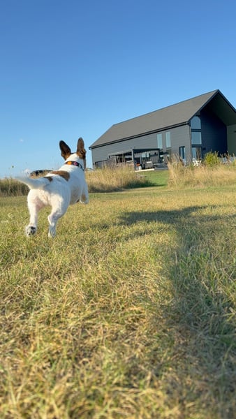 Dog in Wisconsin
