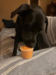 dogeatingicecream