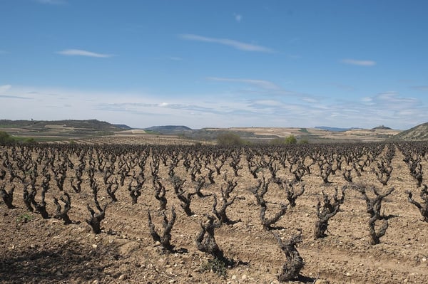 drought vineyard