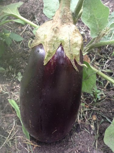 eggplant garden