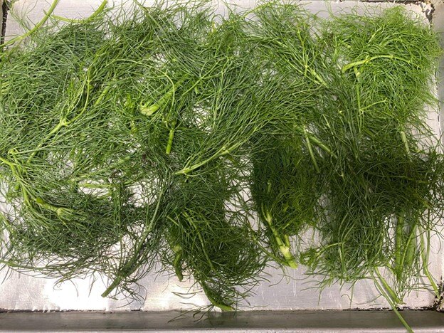 Fennel fronds