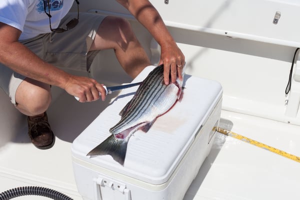 filet fish filet fish