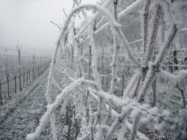 frozen vines