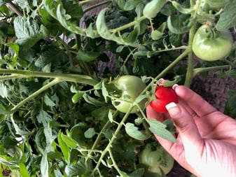 garden tomatoes