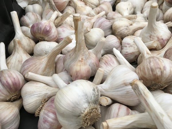 garlic-Oct-21-2022-07-46-26-00-PM