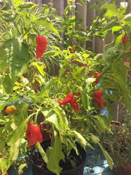 ghost pepper plant