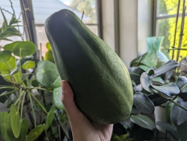 Green papaya