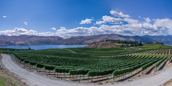 lake vineyard