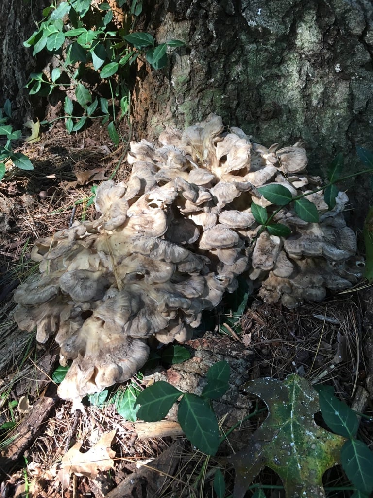 How to Cook Maitake or Hen of the Woods Mushrooms
