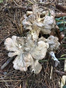 maitake paddenstoelen