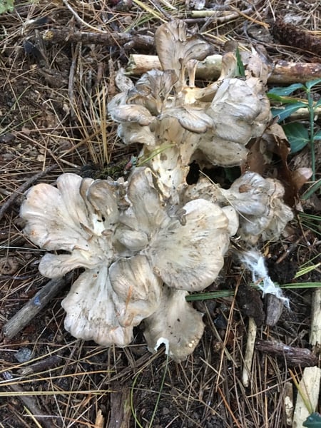 maitake mushrooms
