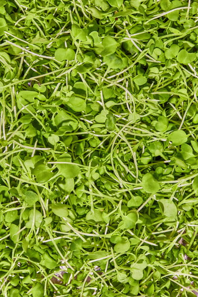 Microgreens