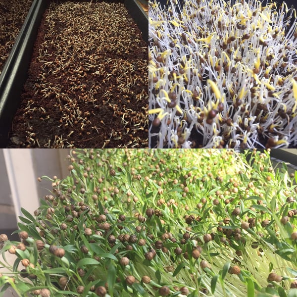 microgreens