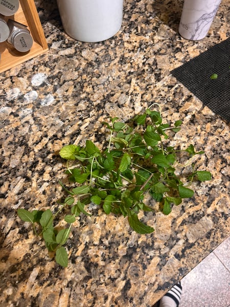 Mint harvest