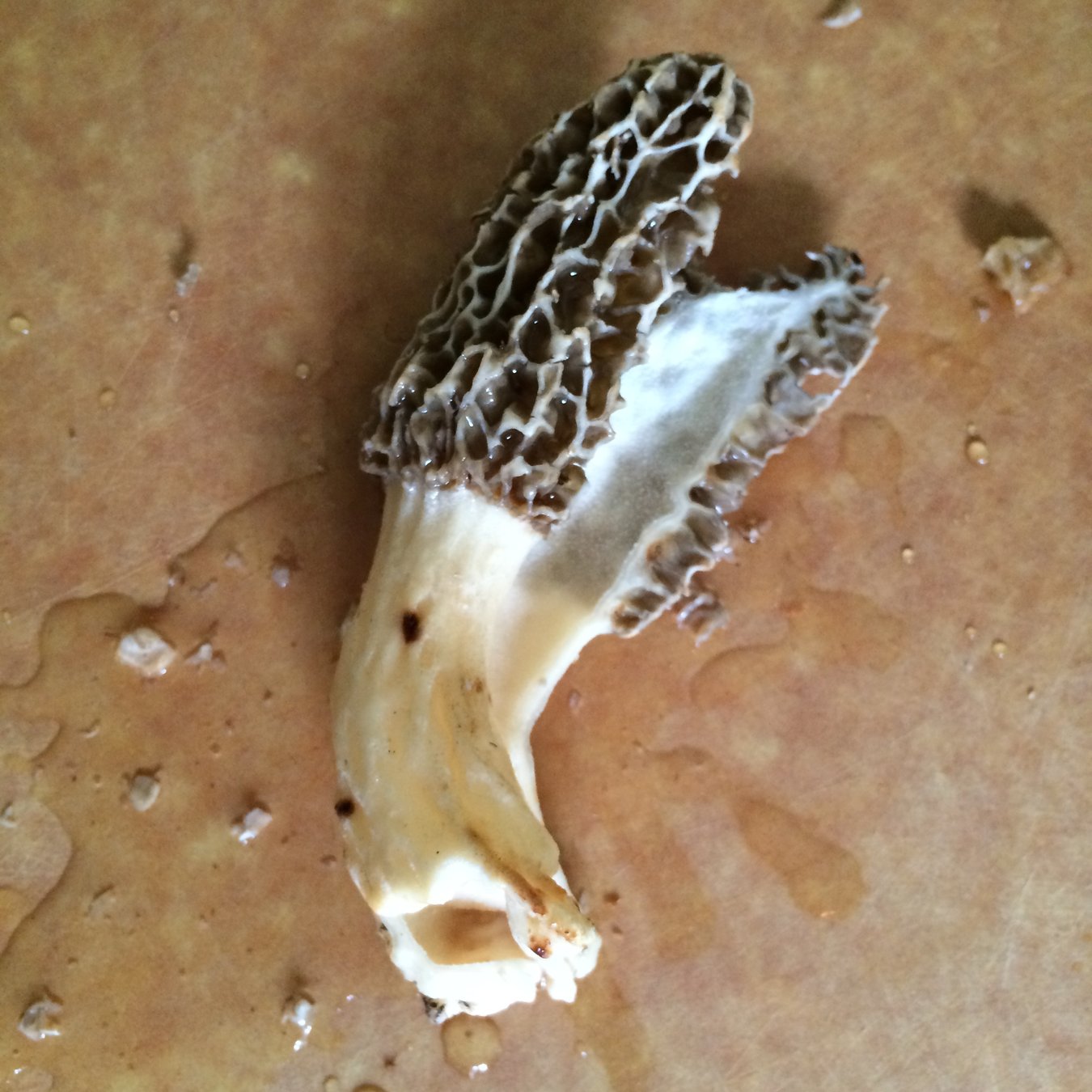 How to Dry and Preserve Morel Mushrooms