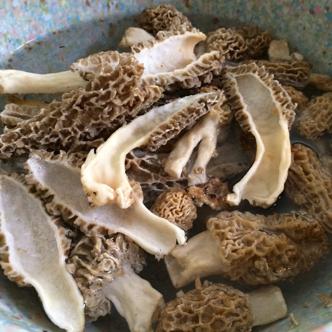How to Dry and Preserve Morel Mushrooms