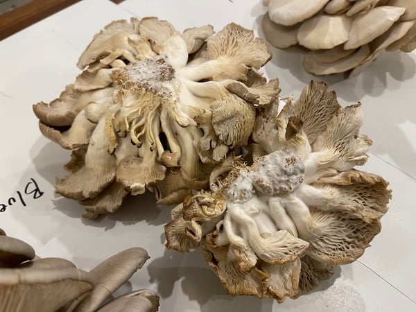 mushroom stem