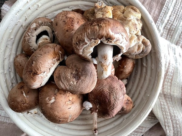 mushrooms raw