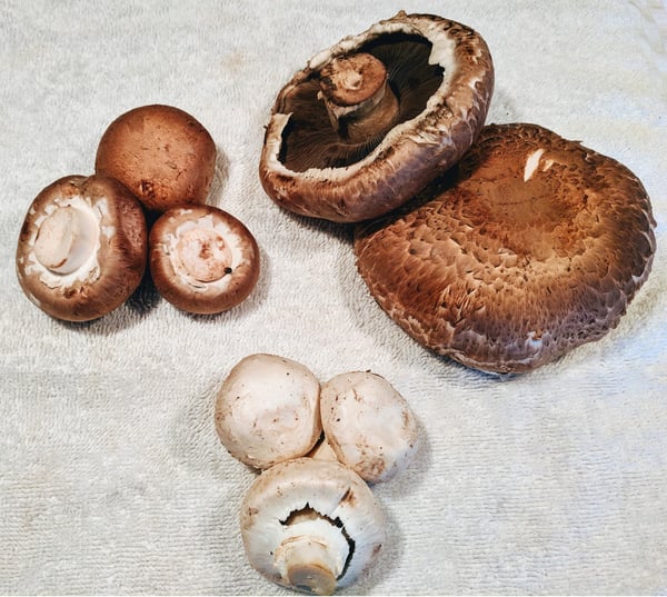 mushrooms-6