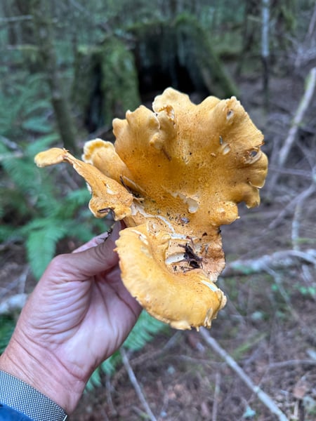 My biggest chanterelle