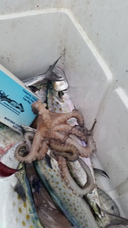 octopus