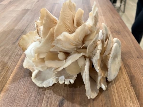 oyster mushrooms-2