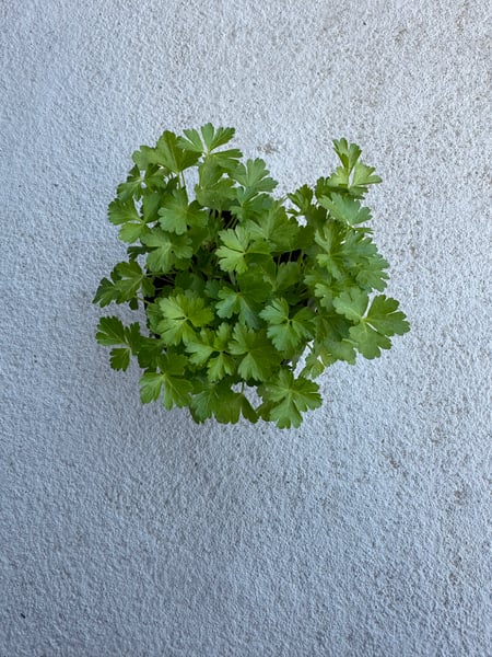 Parsley