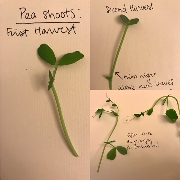 pea shoot growth pea shoot growth