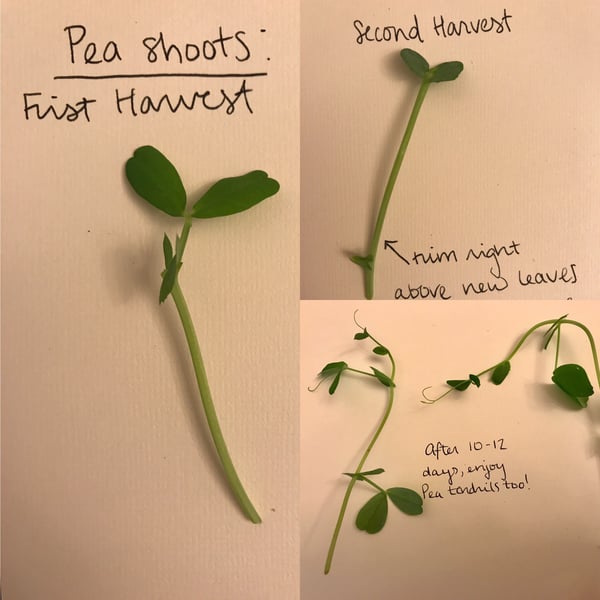 pea shoot growth