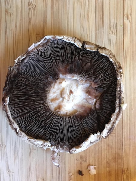 portobello mushroom portobello mushroom