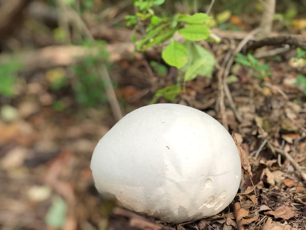 puffball mushroom