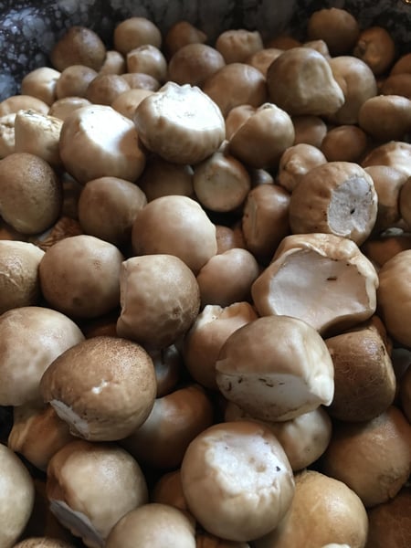Puffball Mushrooms: How to Identify, Cook, and Store Them