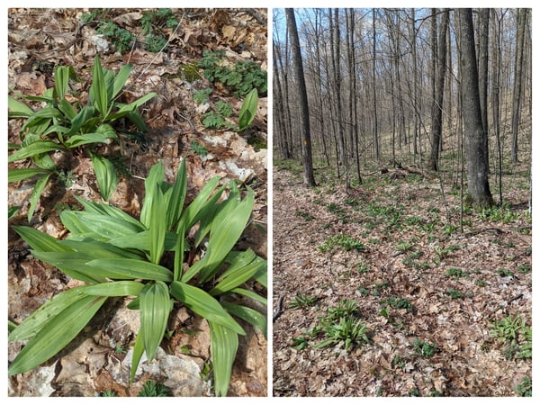 Ramps harvesting