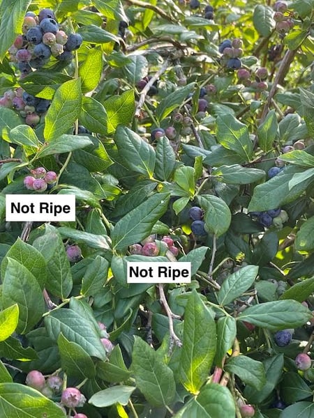 ripe or not ripe