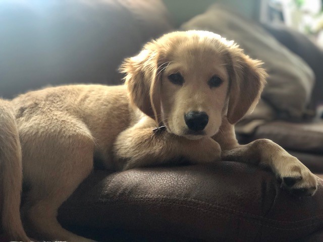retriever peanut butter dog biscuits