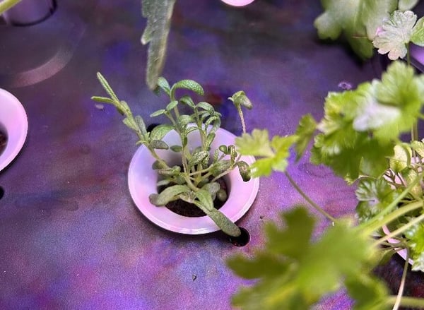 Rosemary