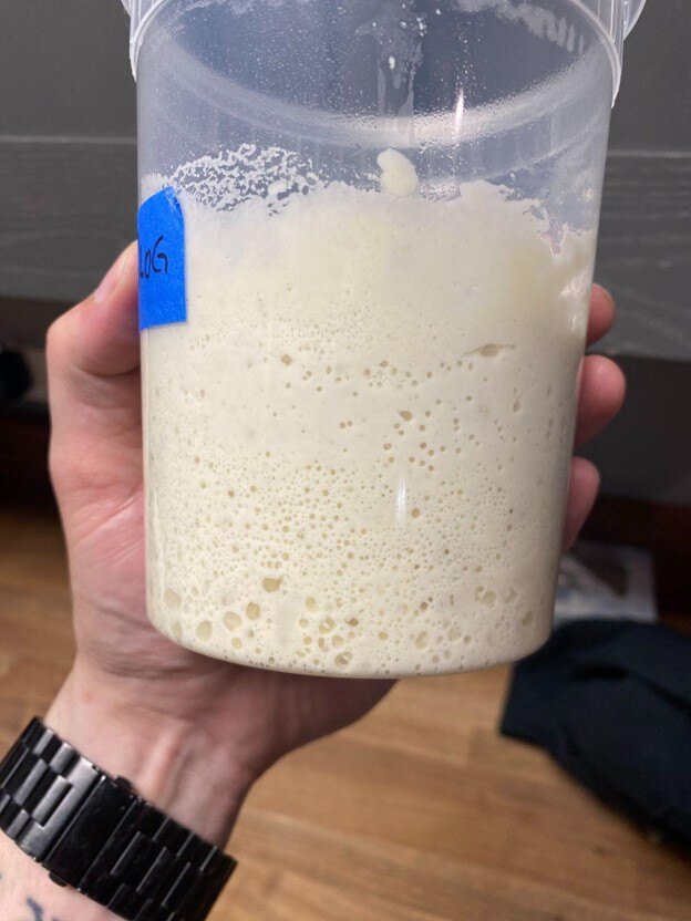 Sourdough starter