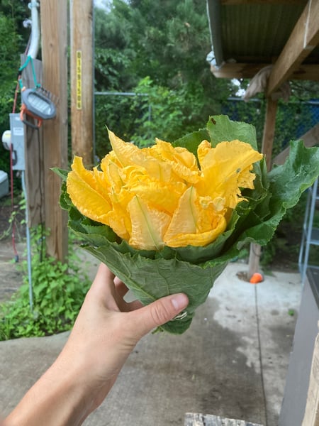 Squash blossoms in hand