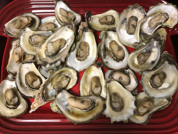 steamed oysters