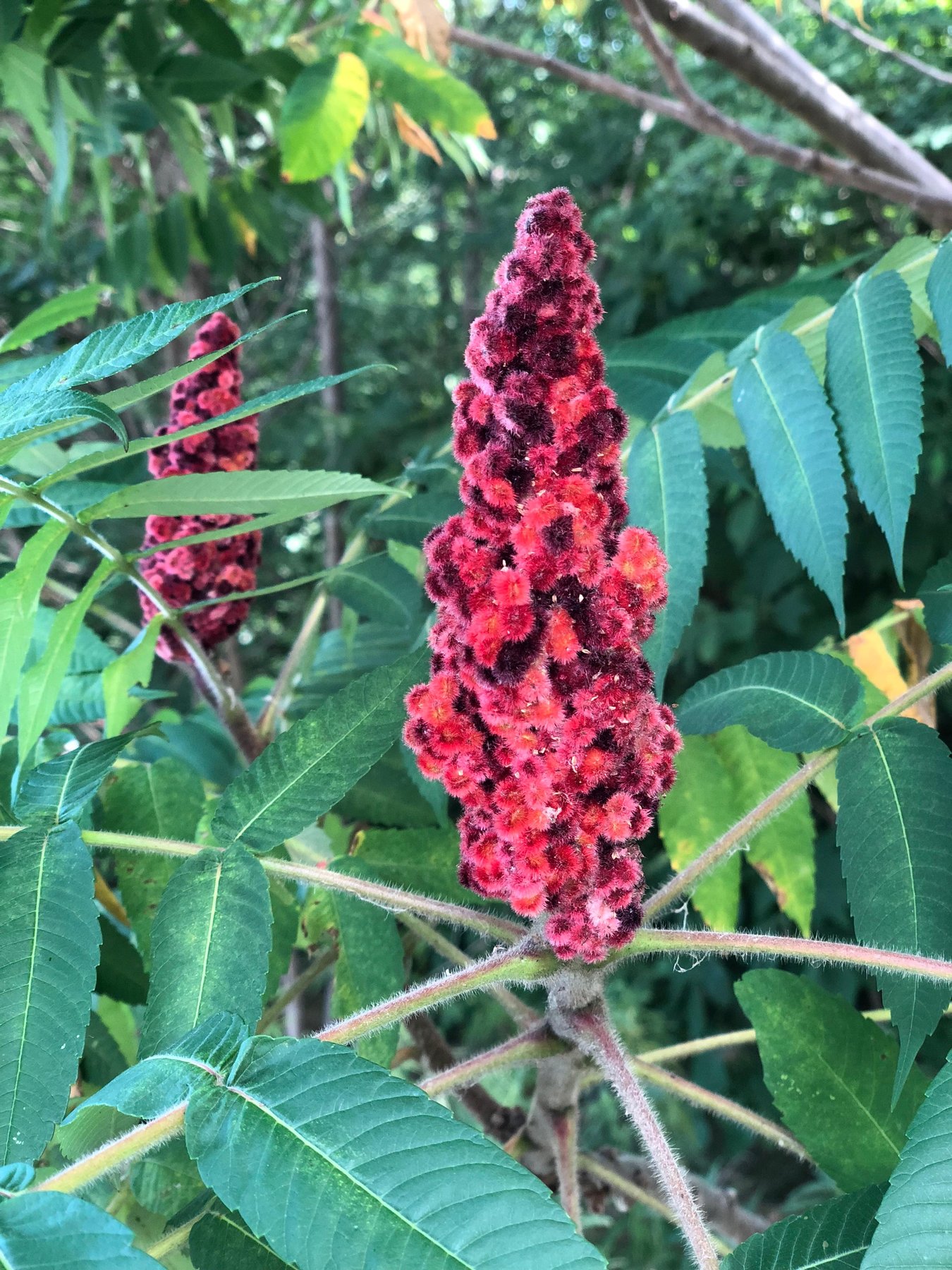 Sumac Foraging and Preparation