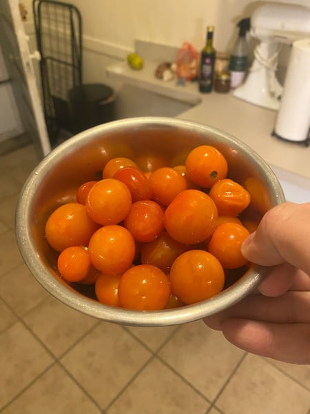 sungold tomatoes