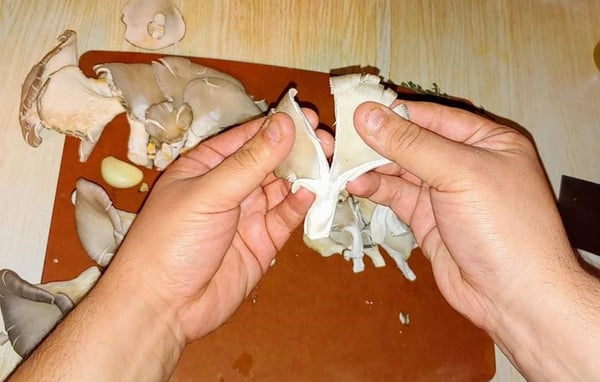 tearing mushrooms