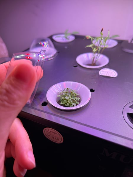 Thyme Sprout