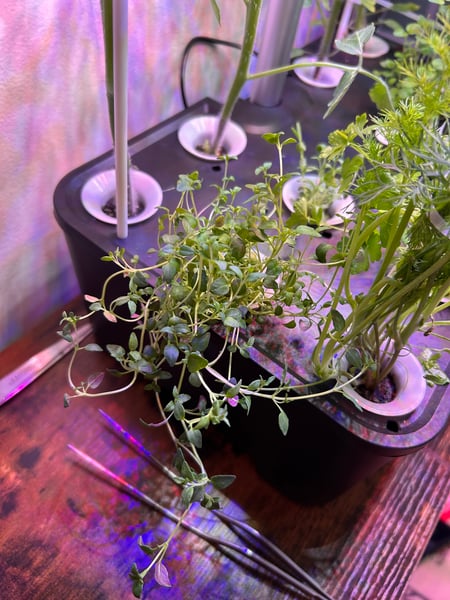 Thyme