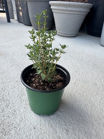 Thyme
