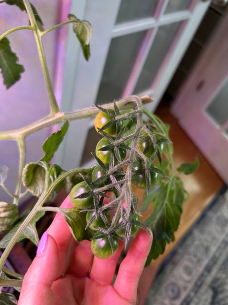 unripe cherry tomato